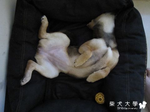 就算是床小，我也能用"狗"功體學~~來應對…的(原發表者:胖胖家)(相簿)