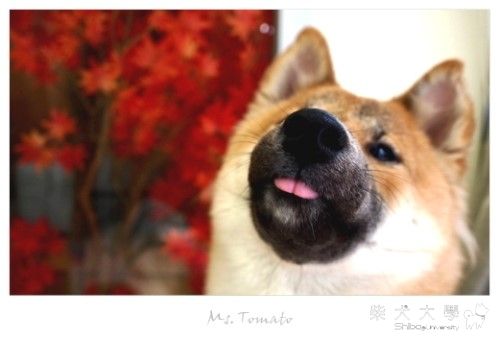 好久不見的Kane(原發表者:Kane麻)(相簿)