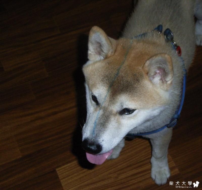 也太準了吧(原發表者:旺福姐姐)(相簿)