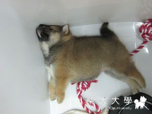 這是淑女該有的睡姿嗎?(原發表者:Bart)(相簿)