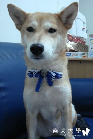 氣質新造型(原發表者:阿秋爸)(相簿)