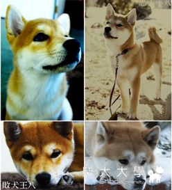 ICHIKO超級比一比(原發表者:阿宅)(相簿)