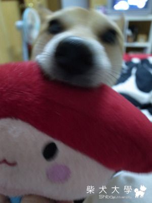 阿糖仔愛吃壽司(原發表者:焦糖麻)(相簿)