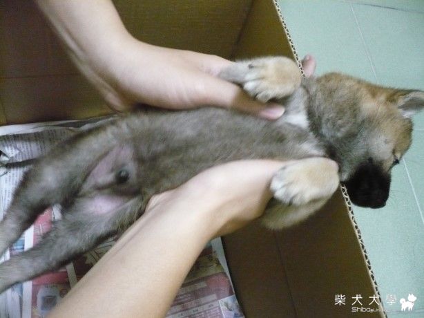 皮皮搞笑之看圖說故事(原發表者:Happy媽)(相簿)