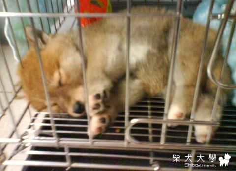 越睡越舒服~~~~!!!(原發表者:cookie爸)(相簿)