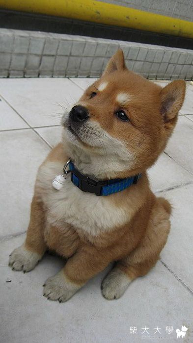 小肥隆青涩照(原發表者:隆隆麻麻)(相簿)