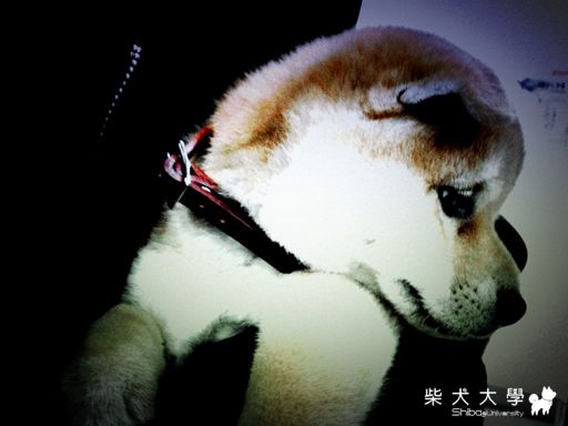 IchiKo的I phone寫真集(原發表者:阿宅)(相簿)