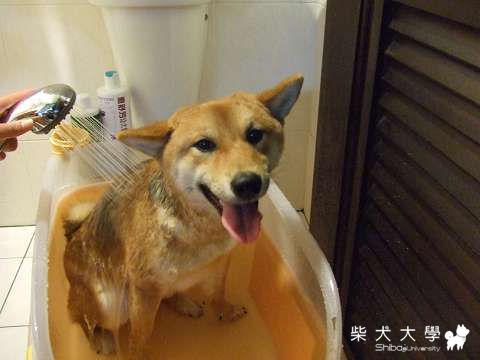 今日我最High之洗澡也能笑丂丂～(原發表者:Fighter爸)(相簿)