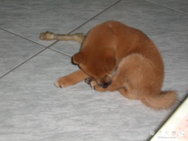 ㄅ筆的各種睡姿(原發表者:Burbieㄅ筆)(相簿)