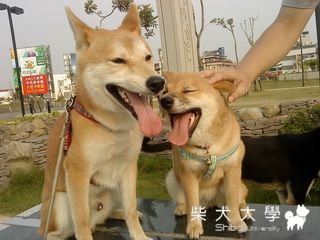 斗六柴柴棒球場運動去!(原發表者:mimi)(相簿)