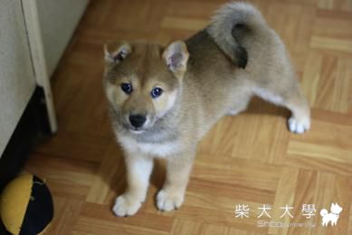 啤酒妹　耳朵立起來啦(原發表者:Bart)(相簿)