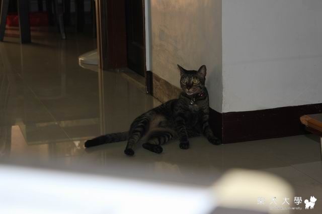 跟流氓(貓)泡茶(原發表者:大尾仔)(相簿)