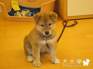 Fuji 耳朵起立三部曲(原發表者:Coffee家)(相簿)