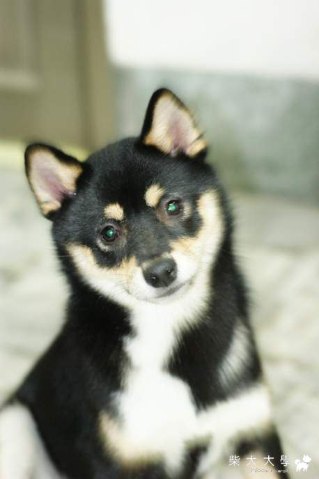 朦朧美...(原發表者:深夏)(相簿)