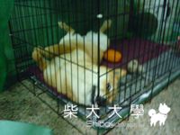 怪表情(原發表者:小雪姐)(相簿)