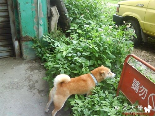 4/25草屯新天地巧遇柴柴(原發表者:小米ˇ)(相簿)