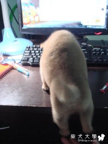 0422 ♥ 第一次出去(原發表者:哈哈麻)(相簿)