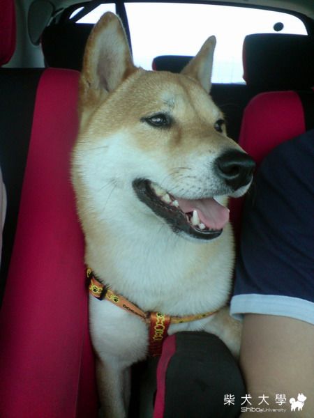 很愛湊熱鬧耶~(原發表者:harman_pai)(相簿)