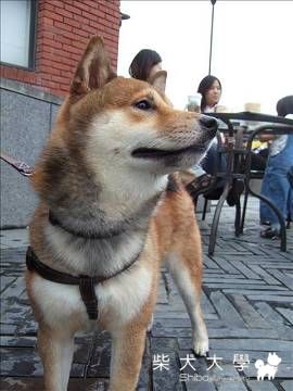 Donut宜蘭傳藝遊(原發表者:Donut家)(相簿)