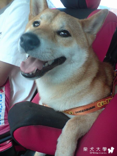 美尻男(原發表者:harman_pai)(相簿)