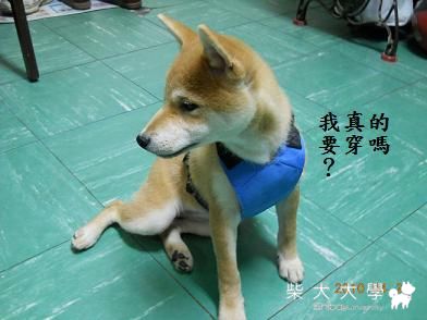 yoco試穿新安全帶(原發表者:chaintai)(相簿)