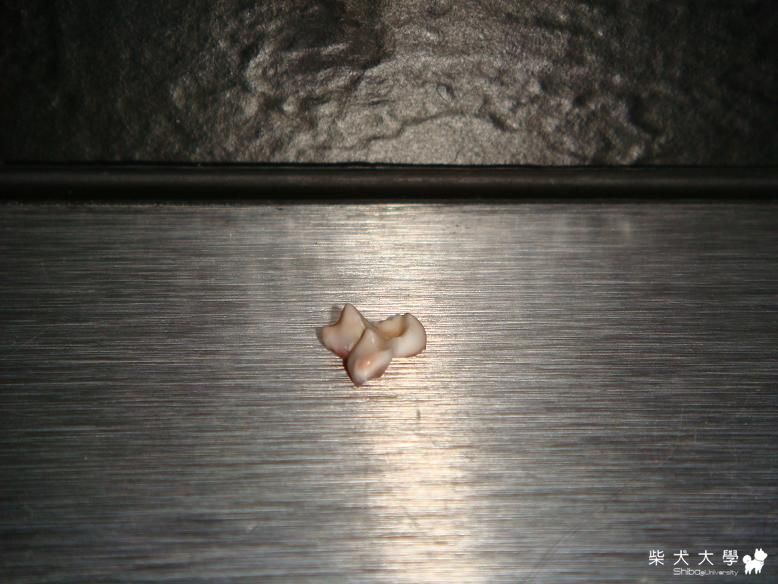 化石(原發表者:小蝸牛)(相簿)