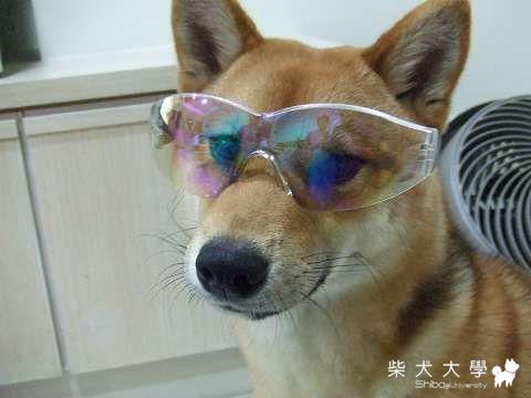 柴柴眼鏡公司～(原發表者:Fighter爸)(相簿)