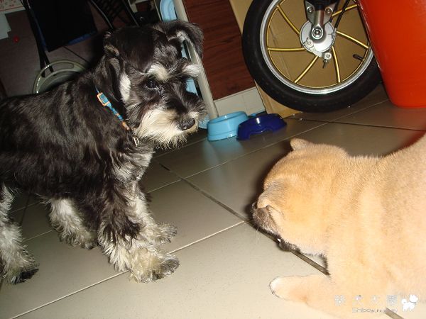 55 天 ♥ 認識狗狗(原發表者:哈哈麻)(相簿)