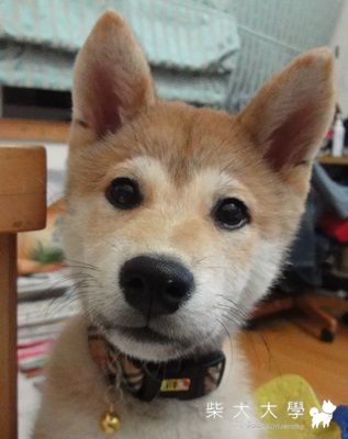 柴柴有猴子臉？(原發表者:rita2001)(相簿)