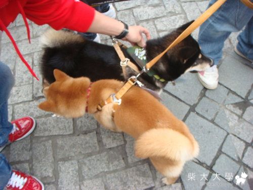 0424寵物大遊行(原發表者:皮蛋)(相簿)