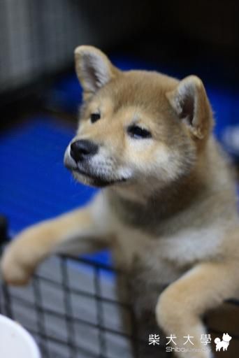 碧兒 ? 猴 !!(原發表者:Bart)(相簿)