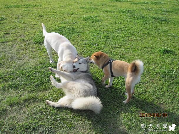 該是閹掉的時候了....(原發表者:庫奇哥)(相簿)