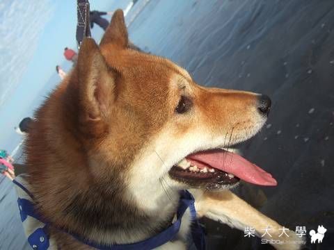 Donut宜蘭回憶帖2~烏石海邊(原發表者:Donut家)(相簿)