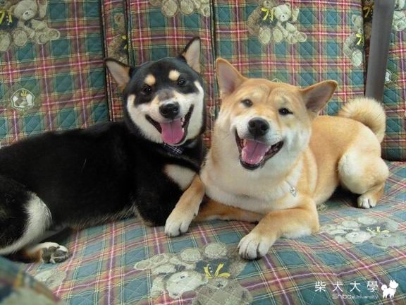 "陽光"與"宅"僅一線之隔(原發表者:珍珠奶茶家)(相簿)