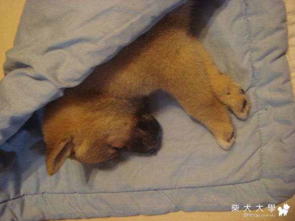 0501 ♥ 晚上(原發表者:哈哈麻)(相簿)