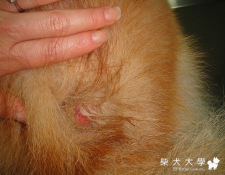 可憐的KEN 受傷被剃毛了><"(原發表者:KEN家)(相簿)