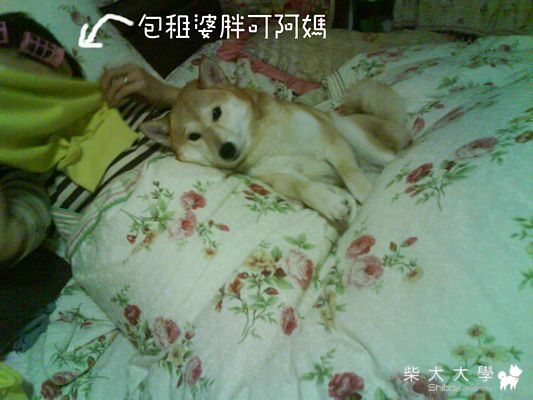 躺很爽三連拍!!(原發表者:iouniky6888)(相簿)