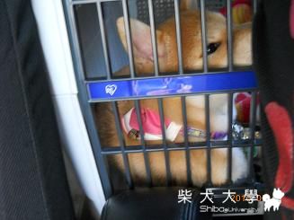 0501馬武督行(原發表者:chaintai)(相簿)