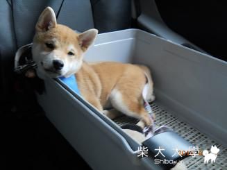 安全坐椅？？(原發表者:chaintai)(相簿)