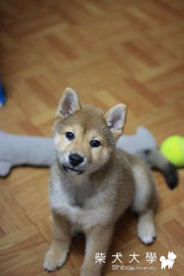 開心的碧兒(原發表者:Bart)(相簿)