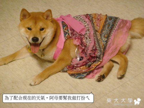 fila穿女裝(原發表者:皮蛋)(相簿)