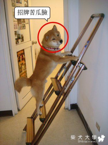 最新處罰fila的方法(原發表者:皮蛋)(體能訓練)