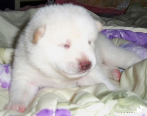 小白熊出沒(原發表者:麻糬的爹)(相簿)