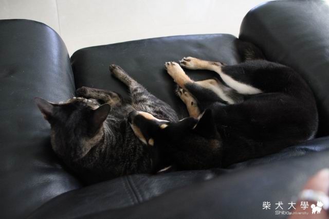 看1下大尾流氓2ㄍㄉ感情多好(貓狗)(原發表者:大尾仔)(相簿)