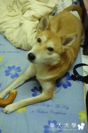 阿秋好美麗(原發表者:阿秋爸)(相簿)