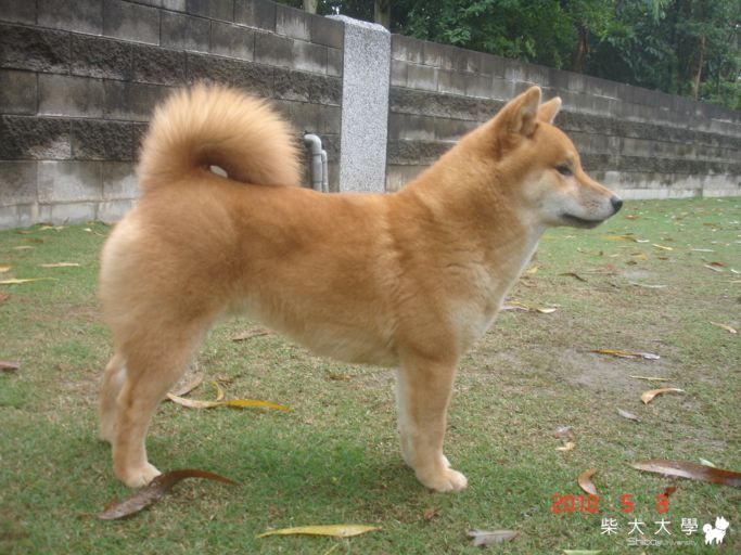 我家剛滿6個月的Toyo將, 小柴真是長的快呀(原發表者:jonathanh1002)(相簿)