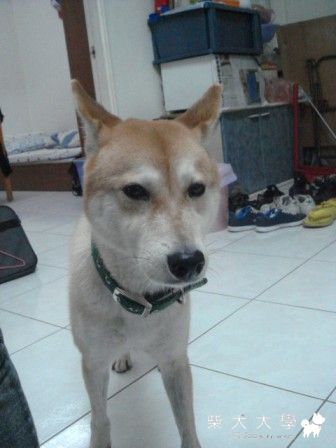 ７個月來的回顧(原發表者:阿秋爸)(相簿)