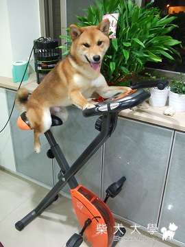 Fighter　在拍婚紗前的臨時抱佛腳～(原發表者:Fighter爸)(相簿)