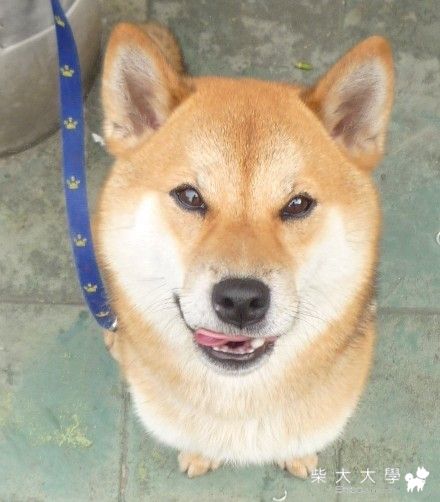 幸福(原發表者:肯尼麻)(相簿)