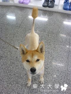 清涼秀.....(原發表者:mimi)(相簿)